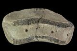 Bargain, Hadrosaur Finger Bone - Alberta (Disposition #-) #95146-1